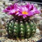 Parodia