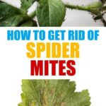 Spiders in Cactus Plants: How to Identify and Get Rid of Spider Mites