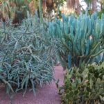 Cactus with Yellow Blooms: The Best Cactus Varieties with Stunning Yellow Flowers