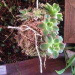 Sphagnum Moss for Succulents: Why Sphagnum Moss Is Great for Succulent and Cactus Care