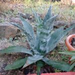 How to Keep a Cold Frame Warm at Night: Tips for Protecting Cacti in Cold Frames