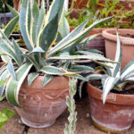 Growing Agave in Pots: A Complete Beginner’s Guide