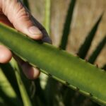 Can You Plant an Aloe Leaf? Here’s What Happens