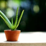 How to Grow Aloe Vera from Leaf: A Simple Guide to Growing Aloe Vera from a Single Leaf