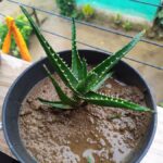 Is Aloe a Cactus? Understanding the Differences Between Aloe and Cactus Plants