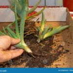 Planting Aloe Vera Cuttings: A Simple How-To Guide