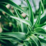 How to Plant an Aloe Leaf: Step-by-Step Guide to Growing Aloe Vera from a Leaf