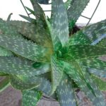 Aloe: How to Grow This Healing Plant at Home