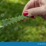 Aloe Vera: How to Grow This Miracle Plant Easily