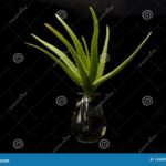 Rooting Aloe Vera in Water: How to Successfully Root Aloe Vera in Water