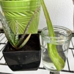 How to Propagate an Aloe Plant: A Simple Guide to Growing Aloe Vera from Cuttings