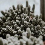 Cacti That Can Survive Winter: The Best Cold-Tolerant Cactus Species