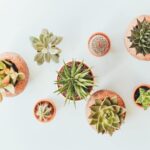What Climate Does a Cactus Grow Best In? Discover the Ideal Climate Conditions for Cactus Plants