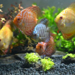 Mixing Sand and Gravel for Your Aquarium: A Quick Guide