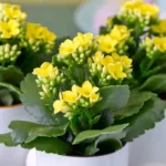 Kalanchoe Poisonous for Cats: What You Need to Know About Kalanchoe and Pet Safety