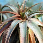 Discover the Amazing Species of Cactus Found in Arizona