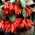 Schlumbergera