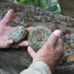 Peyote Seeds Legal in the US: Understanding the Legal Status of Peyote and Its Seeds