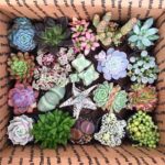 How to Ship Cactus: Safe Shipping Methods for Cactus Plants