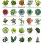 Types of Succulent Plants with Pictures: A Visual Guide to Succulent Varieties