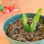 How to Grow Christmas Cactus from Cuttings: A Simple Guide to Propagating Christmas Cactus