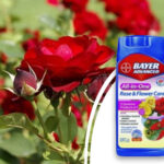 Bayer Rose Flower Care Tips for Gorgeous Blooms