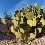 Types of Desert Cacti You’ll Love