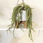 Dog Tail Cactus Care: Tips for Growing and Maintaining the Dog Tail Cactus