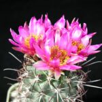 Beautiful Pictures of Cactus Flowers You’ll Love