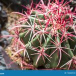Cactus with Red Spines: Beautiful Cactus Varieties with Red Spines