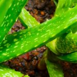 Best Soil for Aloe Vera at Home Depot: What to Buy
