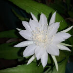 Why Some Cactus Flowers Only Bloom at Night
