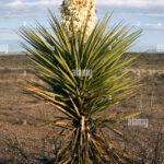 Cactus of West Texas: A Look at the Unique Cactus Species of the Region