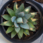 Why Is My Blue Glow Agave Turning Yellow?