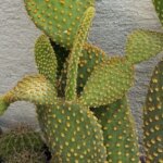 Bunny Ear Cactus Care: A Beginner’s Guide to Growing and Caring for Bunny Ear Cactus