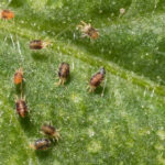 Using Rosemary for Spider Mites: Natural Pest Control