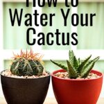 How Often Should I Water Cactus Plants? Tips for Maintaining a Proper Watering Schedule