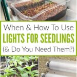 How Many Hours of Light Do Seedlings Need? Understanding Proper Light for Your Seedlings