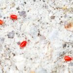 Clover Mites on Plants: How to Get Rid of Clover Mites Infesting Your Cactus