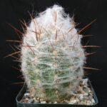 Oreocereus