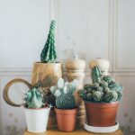 Fertilizing Succulents and Cacti: The Best Fertilizer Practices for Healthy Cacti and Succulents