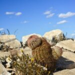 Cacti in New Mexico: Exploring the Iconic Cactus Species of New Mexico