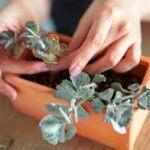 Can Cacti and Succulents Be Planted Together? A Guide to Pairing Cacti with Succulents