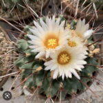 Thelocactus