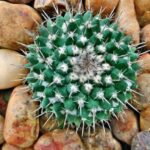 Why Do Cacti Have Spines? Understanding the Purpose of Cactus Spines