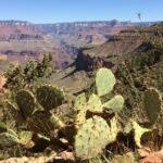 How to Get Water from a Cactus in Survival Situations
