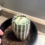 What to Do If Your Cactus Broke in Half