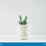 Cactus in Clay Pots: Why Clay Pots Are Ideal for Cactus Plants