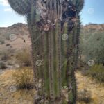 What Kills Cactus Plants: Common Causes of Cactus Death and How to Avoid Them