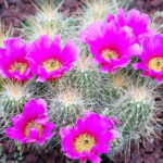Cactus with Yellow Flowers on Top: Discover Stunning Cacti That Bloom with Bright Yellow Flowers
